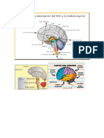 CEREBRO