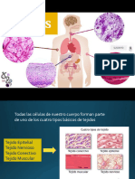 Semana 1 - Tejidos