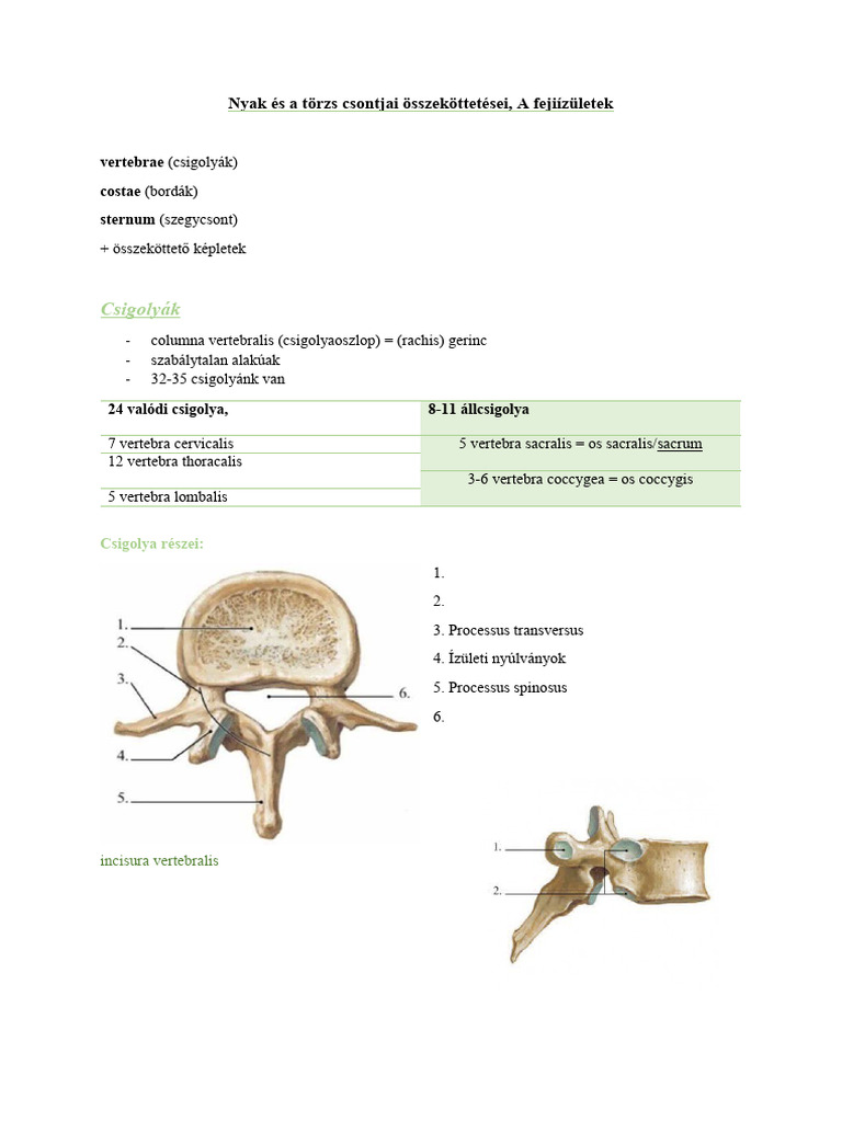 ETK - ANAT I. - 3. Óra Gerinc | PDF