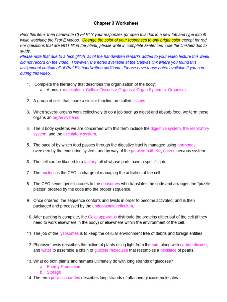 Human Body Organization Worksheet | PDF | Cellular Respiration | Small ...