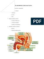 Anatomía Del Aparato Reproductor Masculino