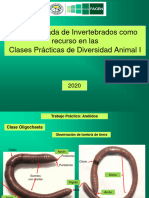 Guía Ilustrada. TP Anélidos