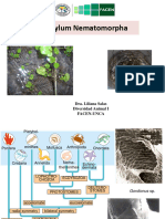 Phylum Nematomorpha