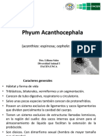 Phyum Acanthocephala
