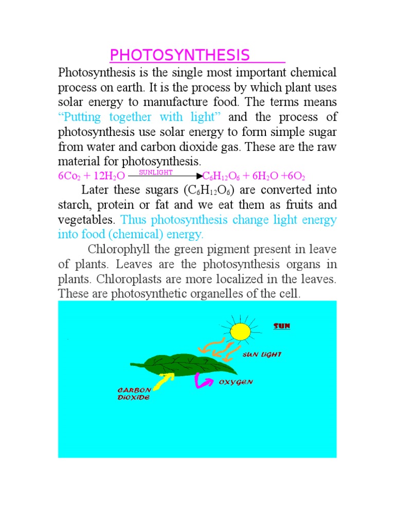 Understanding Photosynthesis Basics | PDF