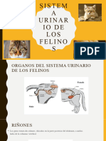 Sistema Urinario de Los Felinos