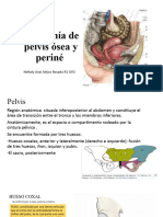 Anatomía de Pelvis Ósea y Periné