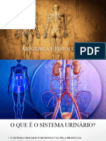 Anatomia Do Sistema Urinário - Grau Técnico