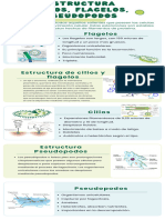 Infografía Microbiología Estructura Flagelos, Cilios Ilustrativa Verde