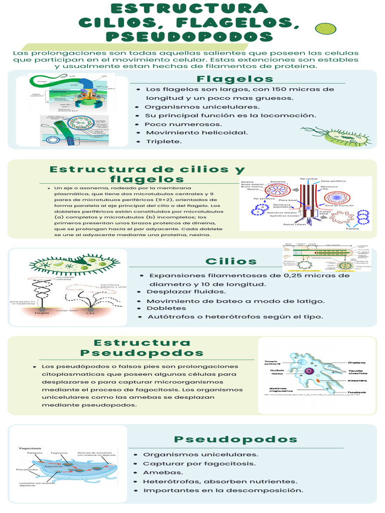 Estructura y función de cilios y flagelos | PDF | Ciencia y matemáticas
