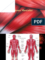 Sistema Muscular