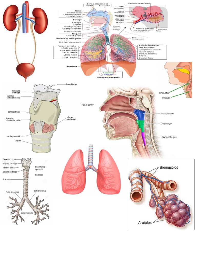 Fisio o | PDF