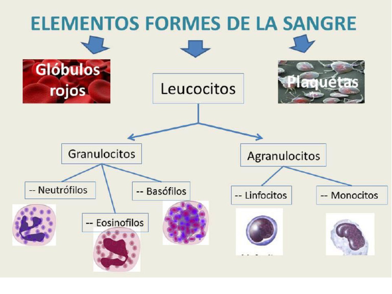 elementos-formes-de-la-sangre-pdf
