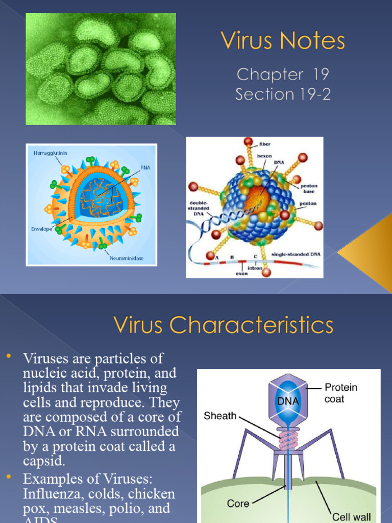 virus powerpoint | PDF