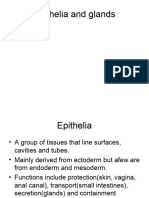 Epithelia and Glands