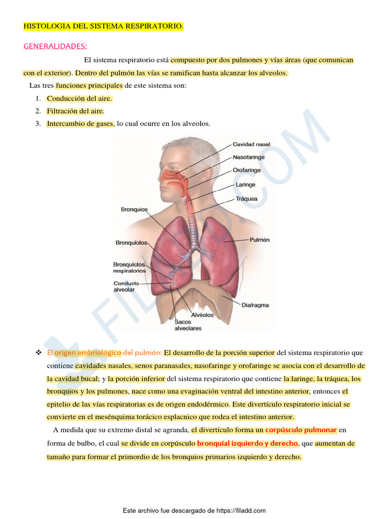 272 Histologia Del Sistema Respiratorio Pdf Epitelio Pulmón