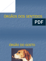 Órgãos Dos Sentidos