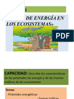 FLUJO DE ENERGìA EN LOS ECOSISTEMAS-+