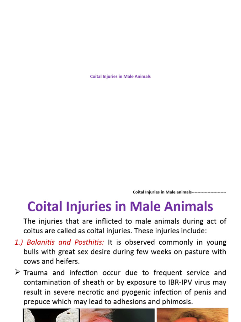 Coital Injuries in Male Animals | PDF