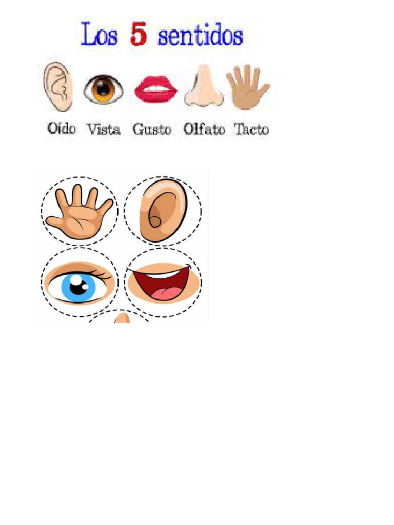 Los 5 Sentidos Pdf