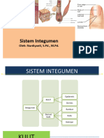 Sistem Integumen