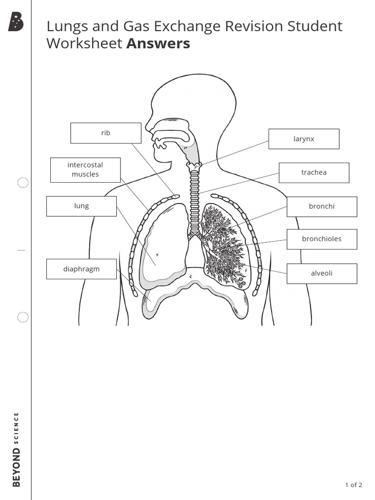 Lungs and Gas Exchange Activity Answers PDF
