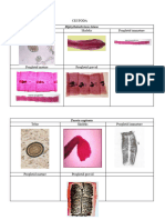 Jenis - Jenis Cestoda Dan Termatoda