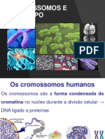 Aula 2 - Cromossomos e Cariótipo