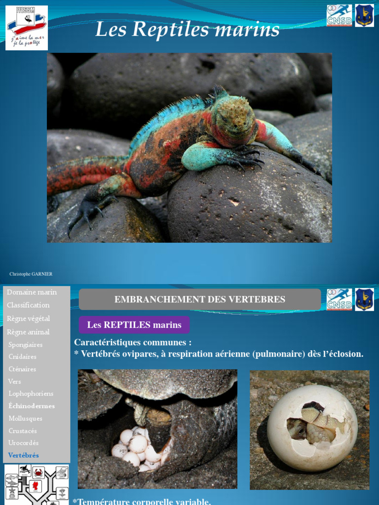 reptiles-marins-caract-ristiques-et-esp-ces-pdf-tortue-marine