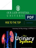 Week 14. Urinary System