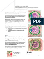 Formación Del Mesodermo