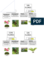 Clasificación Plantas