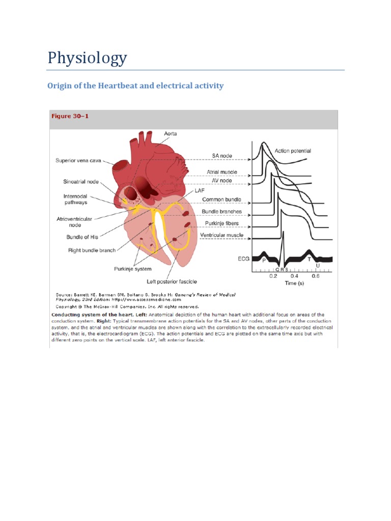 Cardio Physiology Full | PDF | Action Potential | Heart