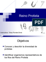 Reino Protista