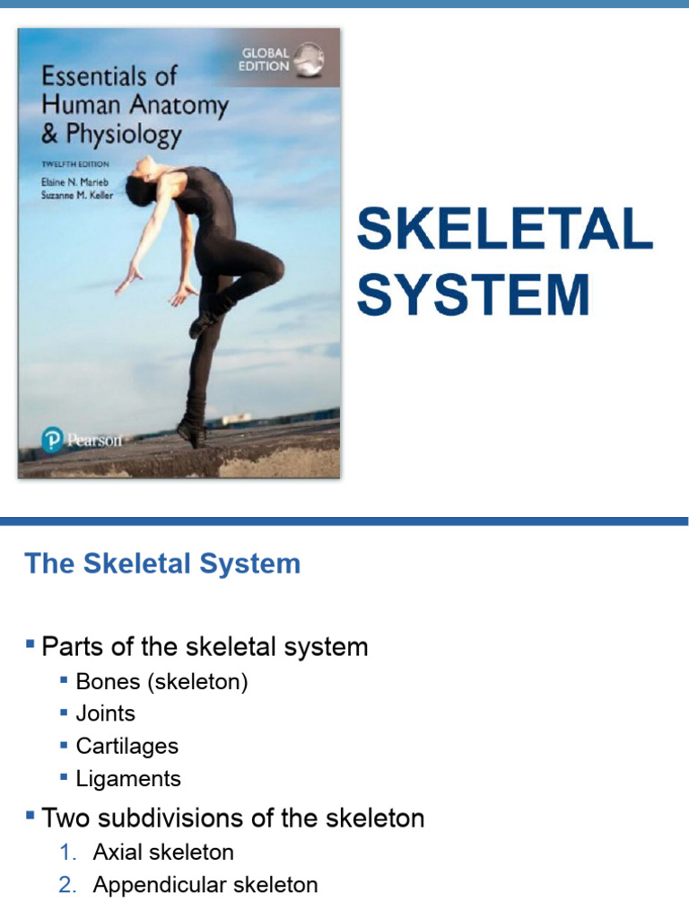 Overview of the Skeletal System | PDF | Vertebra | Vertebral Column