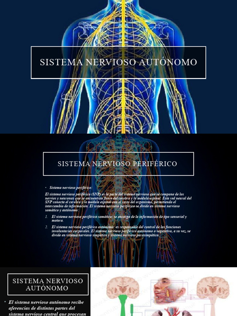 Sistema Nervioso Autónomo PDF