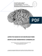 Aspectos básicos de neuroanatomía. Morfología hemisferios cerebrales