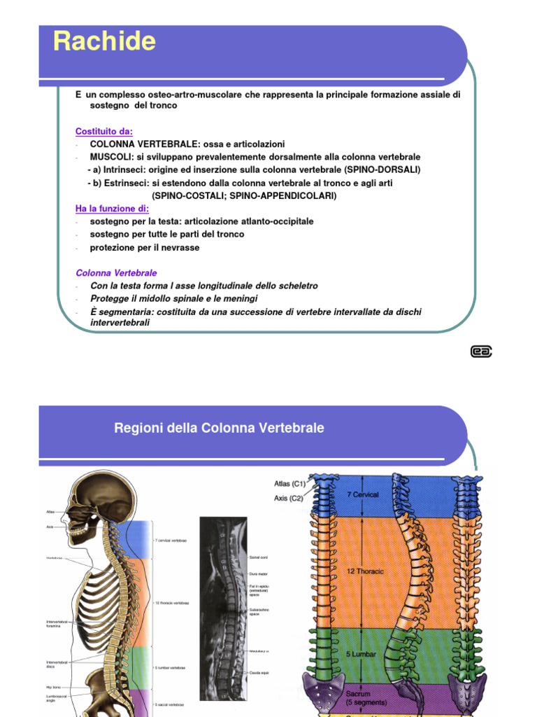Lezione 3 - Rachide - Vertebre - Articolazioni | PDF