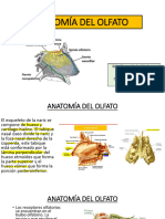 Anatomía Del Olfato