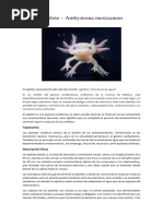 Infografía del Ajolote Mexicano | PDF