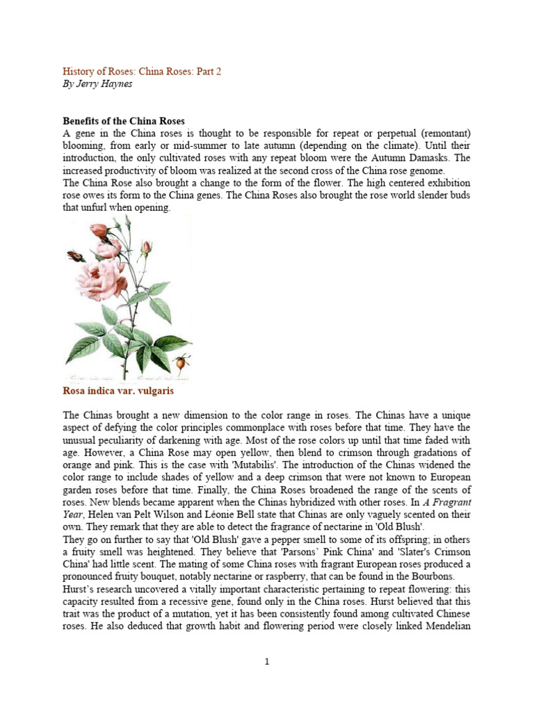 History of Roses China Roses Part Two | PDF