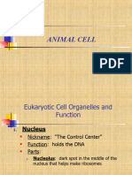 Animal Cell