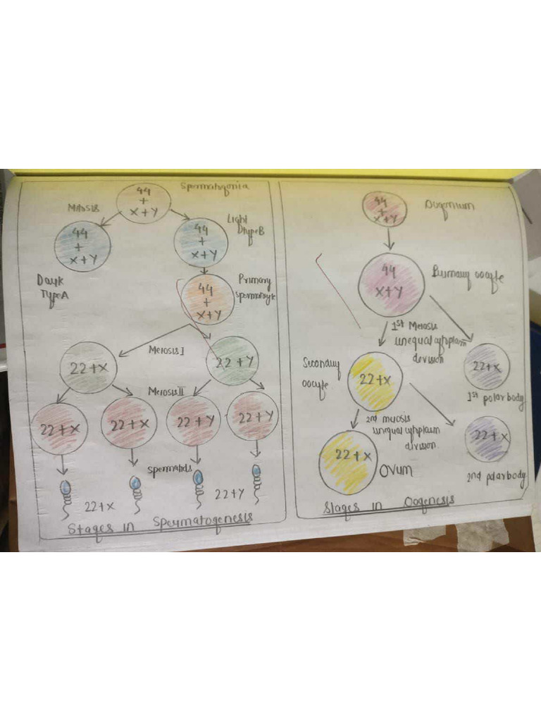 Embryology 1 PDF