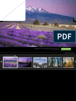 campos de lavanda