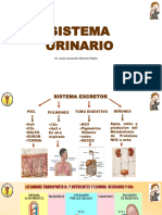 Sistema Urinario