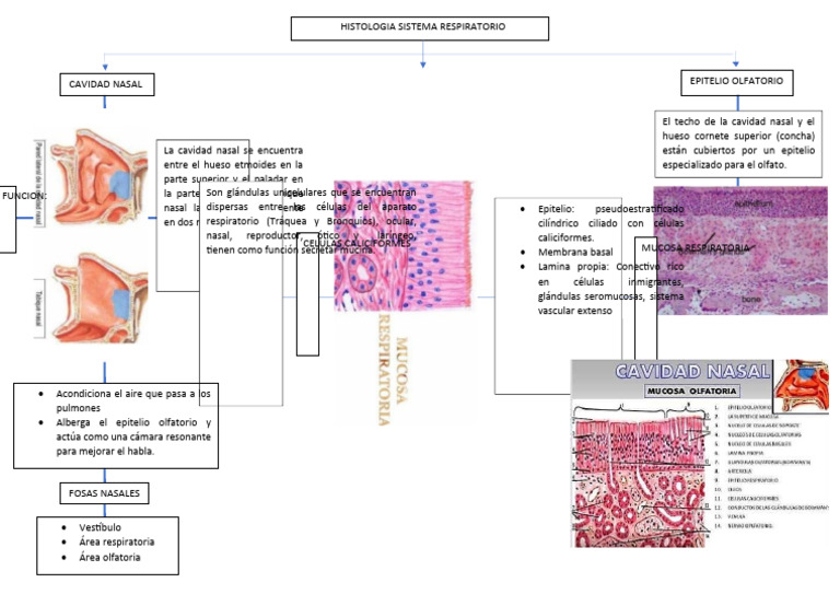 Histologia Sistema Respiratorio Pdf Epitelio Sistema Respiratorio