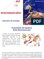 Placa Neuromuscular