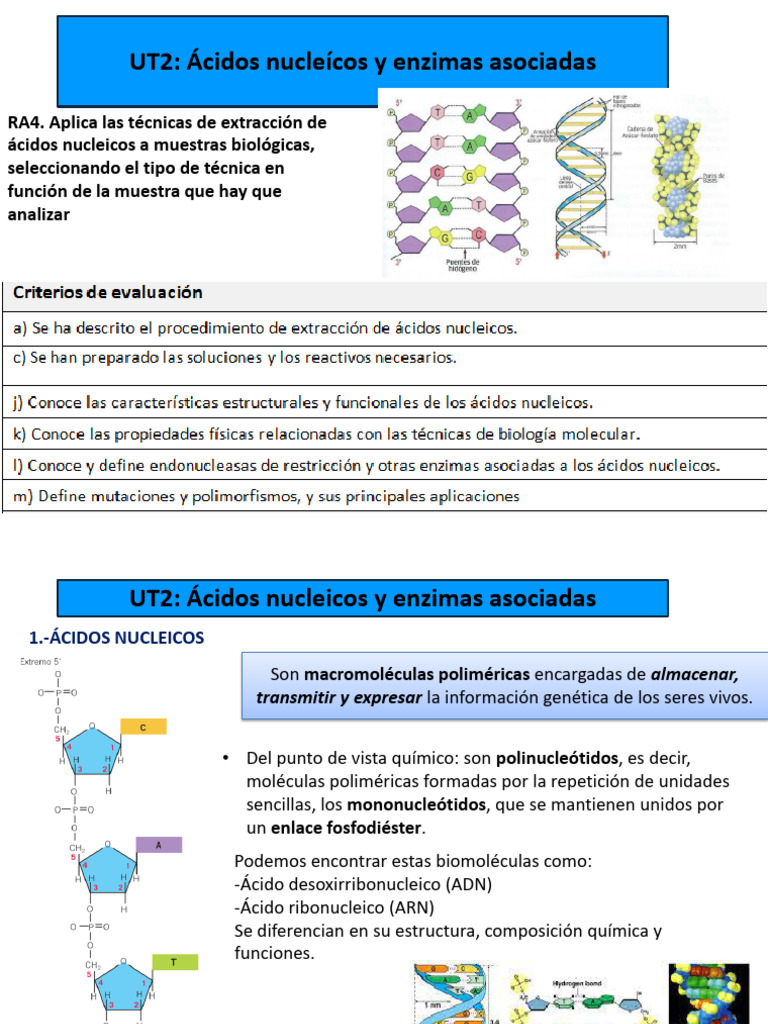 UT2: Ácidos Nucleícos y Enzimas Asociadas | PDF | Rna | Replicación De Adn