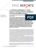 Clostridium perfringens α-toxin impairs erythropoiesis by inhibition of erythroid differentiation-2017