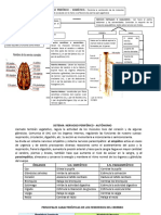 Sistema Nervioso Periférico